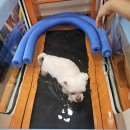 대전메디칼 | 24 시 대전 동물 병원, 아프리카 메디컬 동물 병원(5)