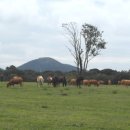 삼중목장 이미지