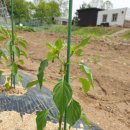 효기농장 이미지