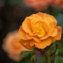 장미당구장 이미지