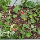 소선여자중학교 이미지