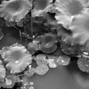 자연누리 이미지