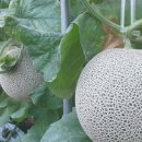 길만농장 이미지