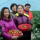 딸기안마시술소 이미지