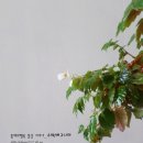 수박베고니아...앙증스런 흰꽃이 피었답니다. 이미지