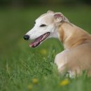 나루동물병원 이미지