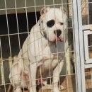 똥깡아지네 이미지