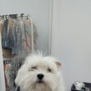 나리펫살롱 이미지