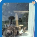 강아지 보호센터 이미지