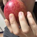 대구경북능금농협 예천사과유통센터 | 부사 겨울과일 햇사과 - 문경에서 엄선한 문경시조합공동사업법인의 고품격 사과