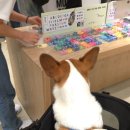 멍멍스타 이미지