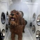 멍멍아 스파가자 이미지