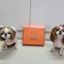 아이디펫 동물병원 이미지