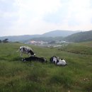 삼양라운드힐 주식회사 | 평창 여행 코스 가볼만한곳 대관령 삼양라운드힐 목장 방문기