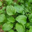 소태실천 이미지