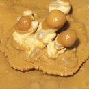 산호동509 이미지