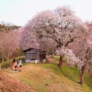 2024 경주 대릉원돌담길 벚꽃축제 이미지