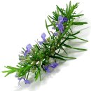 로즈마리플라워 이미지