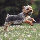 펫더헤븐 이미지