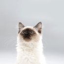 삼마네개냥이 이미지