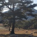 무등산양떼목장 이미지