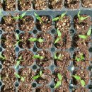 손해평가사 1차 - 재배학 및 원예작물학 이미지