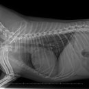 기장i동물의료센터 이미지