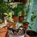 아이비피아 이미지