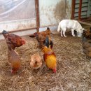 우리집토종닭 이미지