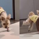 신발신은 강아지 이미지