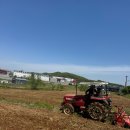만성농장 | 자색고구마 모종 심기 주말농장