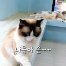 가족카페 너른마루 | 김포 아이랑 갈만한곳 렉돌 고양이카페 솔빈마루 재방문 후기