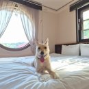 칠절리마을회관 | 충남 당진 애견 동반 프라이빗 독채 한옥 펜션 감성 숙소 산아래 B동 후기