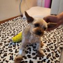 24시 공감365동물의료센터 이미지