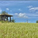 (마감) &#39;25년10월03일(금)~4일(토) 1박2일 전라도여행(임실붕어섬, 순창강천산, 체계산, 고창선운사 상사화, 메밀꽃, 핑크뮬리 이미지