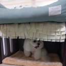 아보네 멍빌리지 이미지