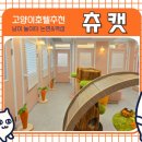 강남 고양이 호텔 미용 츄캣 이미지