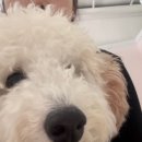 멍그니엘 애견호텔 서울강동점 이미지