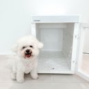 붐애견 | 강아지목욕 털말리기 애견용품, 붐펫 단델리온 펫드라이룸