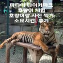 만 마리의 호랑이 | 파타야 가볼 만한 곳 타이거파크 자이언트, 빅, 스몰, 뉴본 호랑이, 소요시간 후기