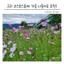 코스모스길14번길 | 서울근교 가을 나들이 구리 코스모스축제 후기 개화 상황