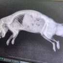 상도힐링동물병원 이미지