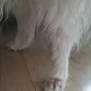 꼬리치랑개 이미지