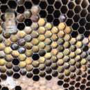 민두벌꿀 이미지