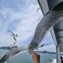 섬초롱민박 | 인천 6월굴업도(배편+장할머니 민박집 점심 +개머리 언덕 백패킹+ 사슴들 +다잇소 감성 해변 뷰까지 다...