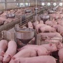 상원축산 이미지