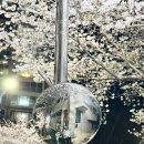 동천수변생태공원 | [순천] 2026 벚꽃 명소 동천 주차장, 야간 벚꽃 개화시기🌸 아이와 함께 가볼 만한 곳 전남 근교