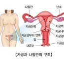 자궁경부암 검사 원인 예방주사 가다실9가 4가 서바릭스2가 이미지