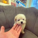 샵펫 강아지분양 울산점 이미지