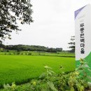 두동편백 이미지